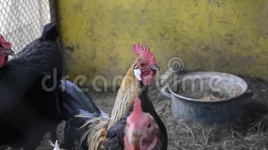 早晨，站在传统的农村谷仓上的<strong>金色</strong>公鸡的头上。 五颜六色的长尾<strong>凤凰</strong>